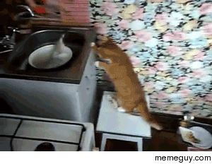 Fish in sink scares cat