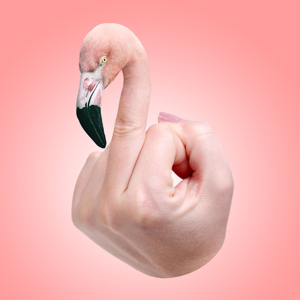 Flamingo Fuck Yourself