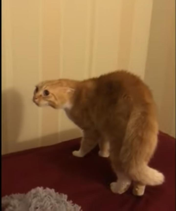 Flat Cat