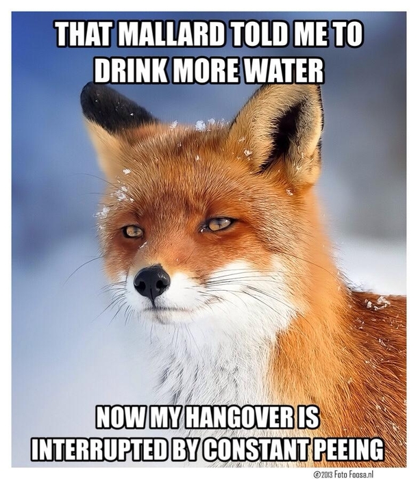 Flaw Finding Fox responds to the mallard that told him to remain hydrated while drinking