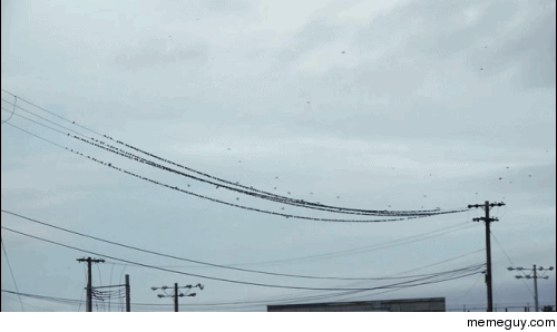 Flight path of birds in real time using extended moment post-processing
