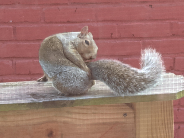 Flirty Squirrel You tell me what this little sassybear is thinking