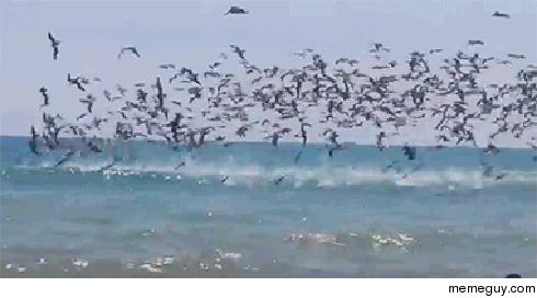 Flock of birds diving into school of fish