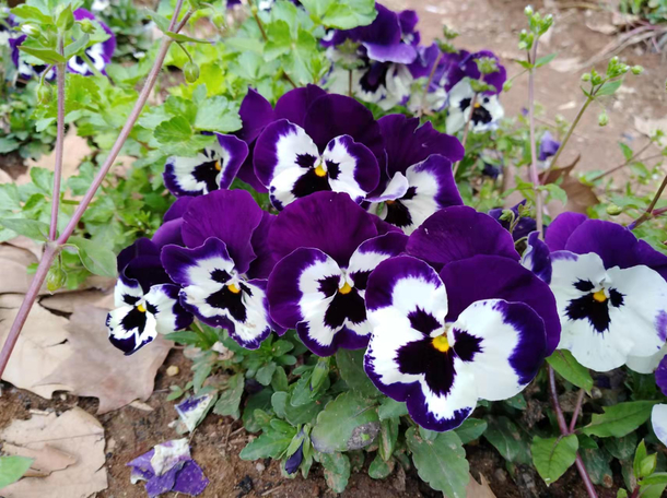 Flowers that look like faces They are looking at me