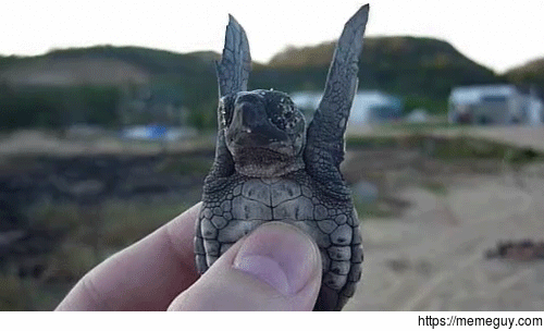 Fly Little Turtle