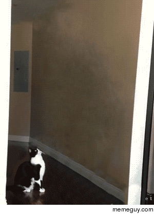 Flying Cat 
