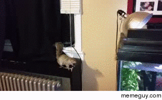 Flying squirrel attack