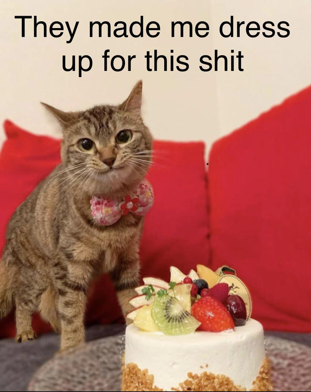 FML CAT