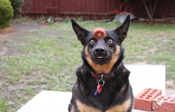 Focused on the treat
