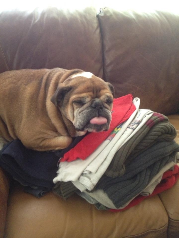Folded laundry and walked away for a few minutes came back to this