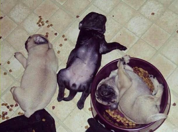 Food Drunk we have all been there