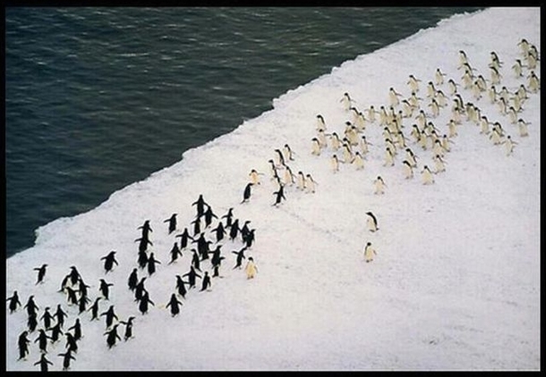 For Antarctica