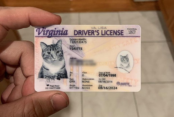 for Christmas I got my sister a fake ID for her cat