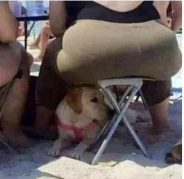 For  I wish you all the strength of the stool and the courage of the dog