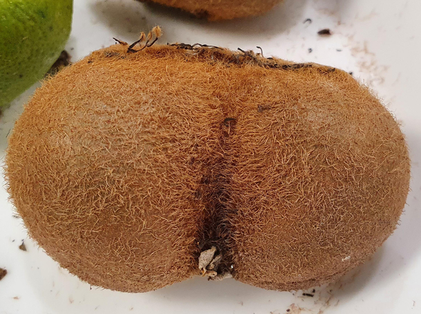 For some reason nobody in the office wants this kiwi fruit