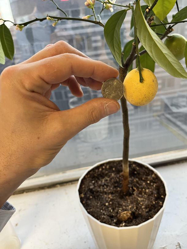 For the doubters - my tiny lemon my normal thumb US quarter for scale