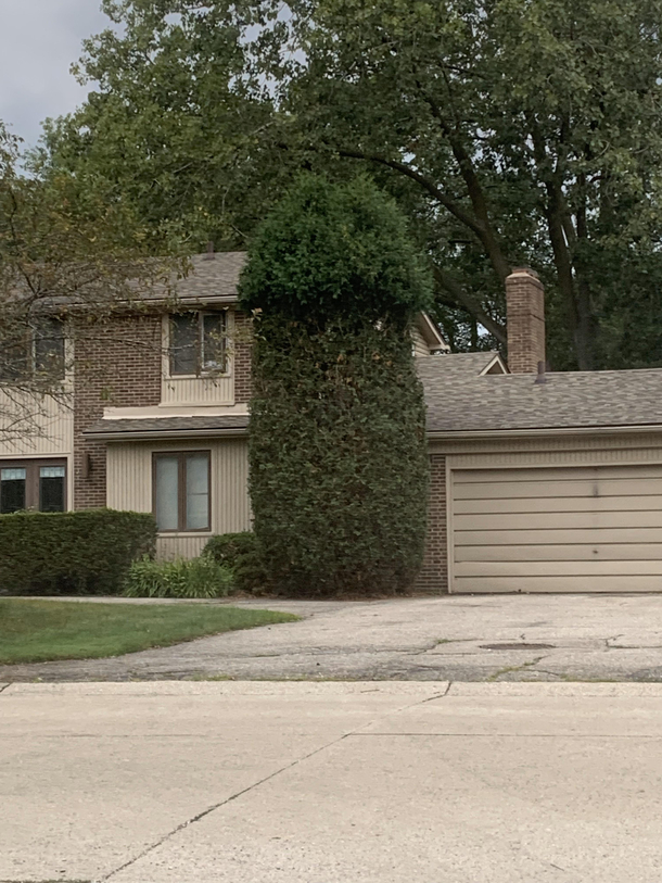 For the past  years this house down the road has had a giant penis bush and Im the only one who seems to notice