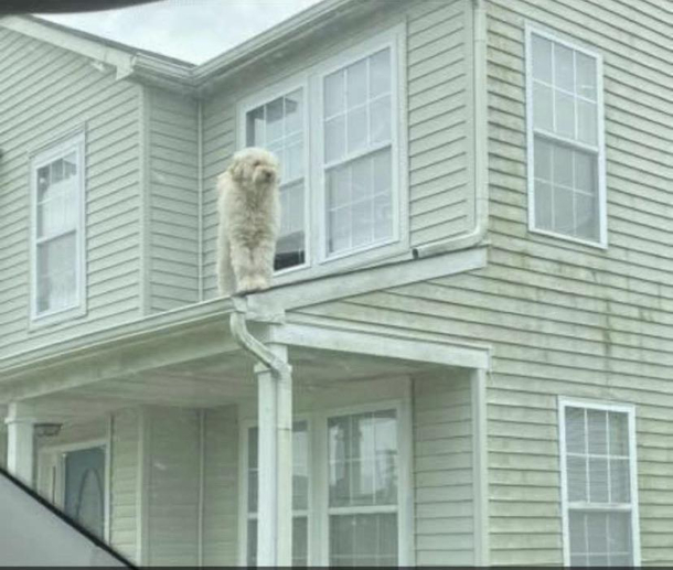 for the people who asked me to take a picture of Doug this morning Roof Watcher pt 