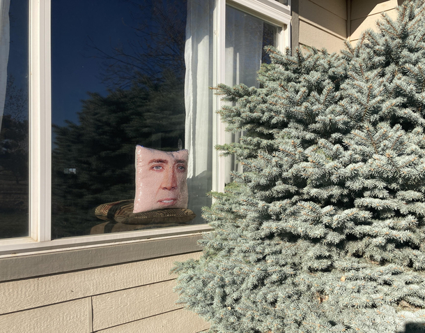 For weeks weve been having issues with a bird flying into this window My daughters Nicolas Cage pillow solved the problem