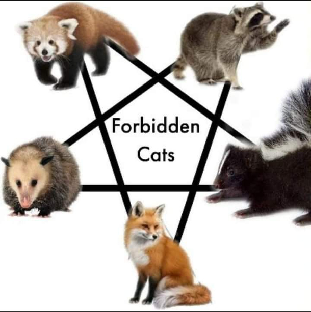 Forbidden cats