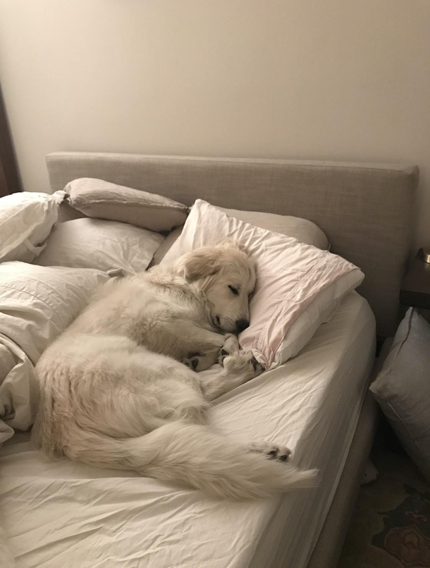 Forget bed bugs I have a bed hog problem