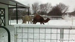 Forget it Camel youre out of your element