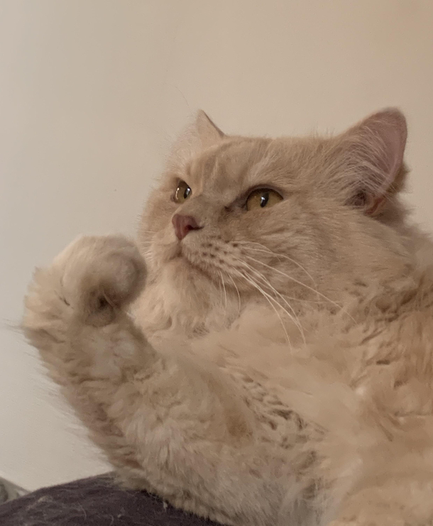 Forget success kid now there is success cat