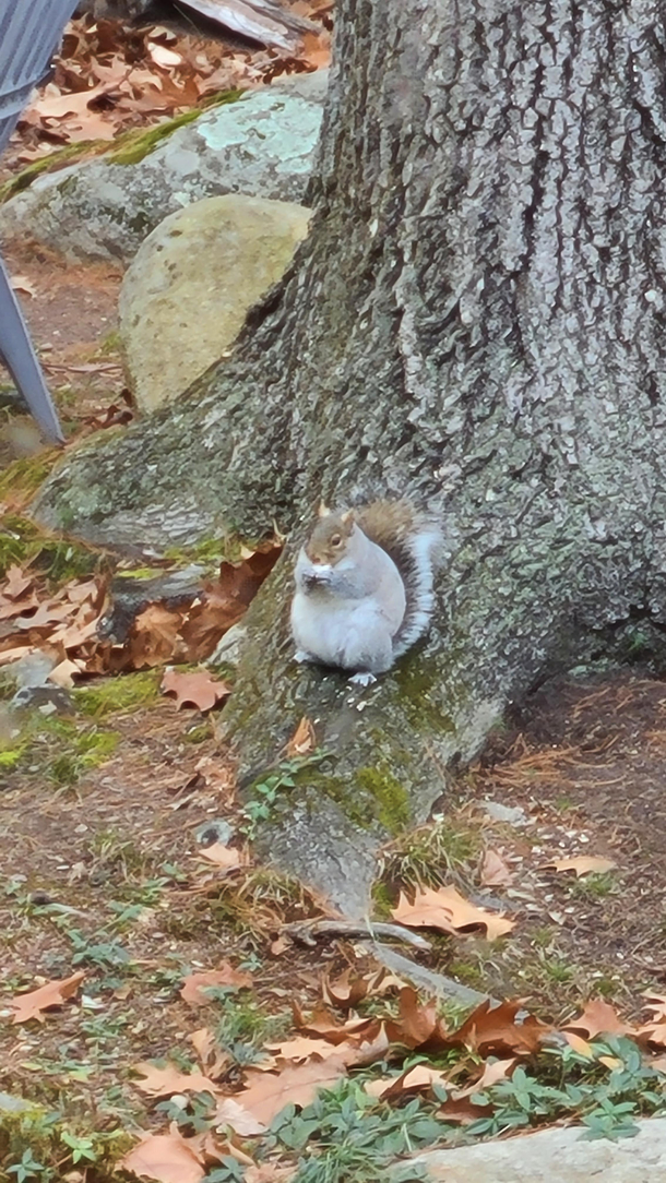 Forget winter this squirrel in my backyards getting ready for the Ice Age