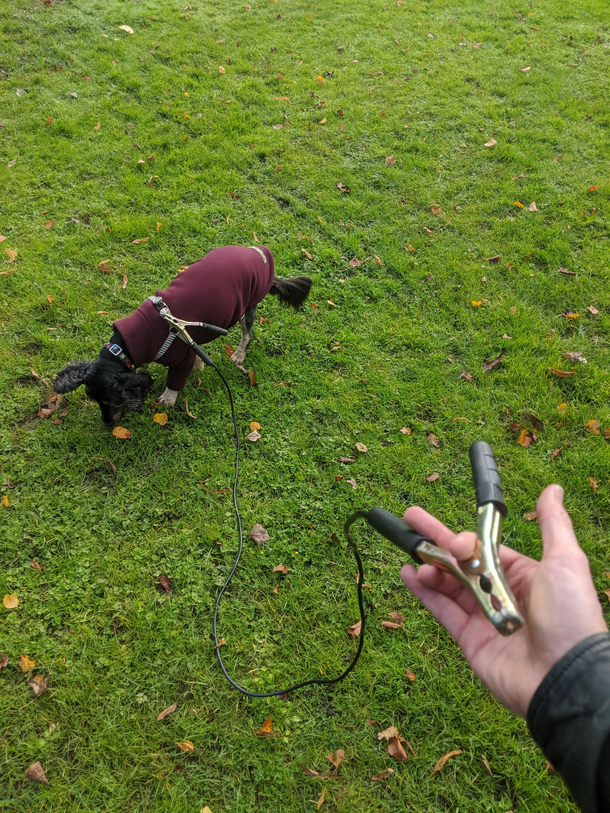Forgot the dog lead so checked the car for other options
