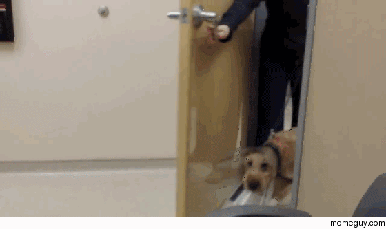 Formerly blind dog sees owners for the first time