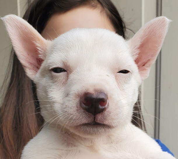 Foster puppy has mastered resting btch face