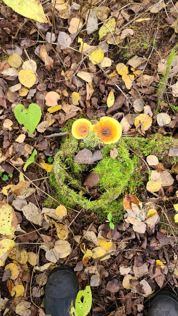 Found a cookie monster stump in the forest at work today