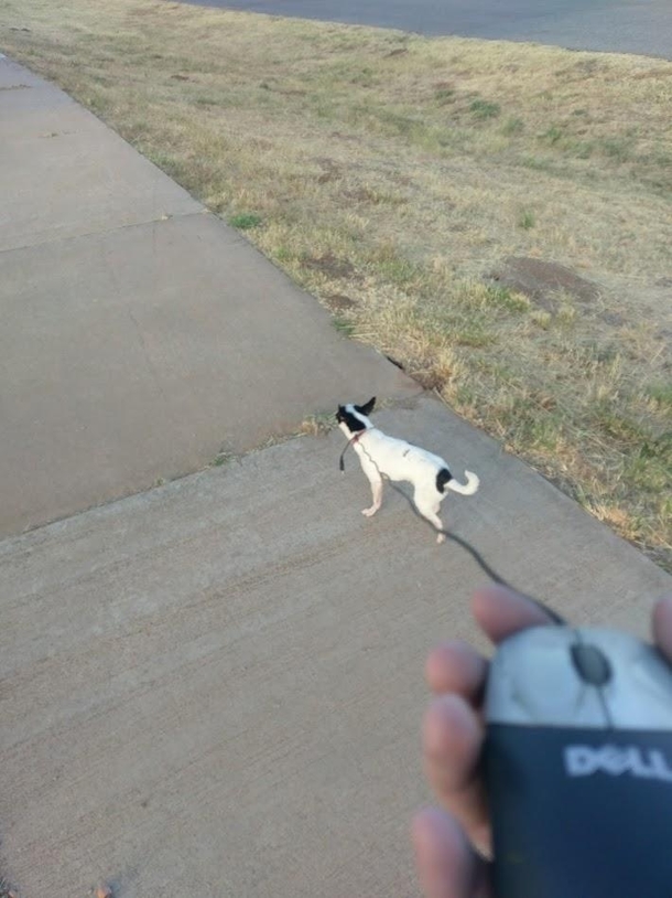 Found a dog yesterday Had to improvise a leash