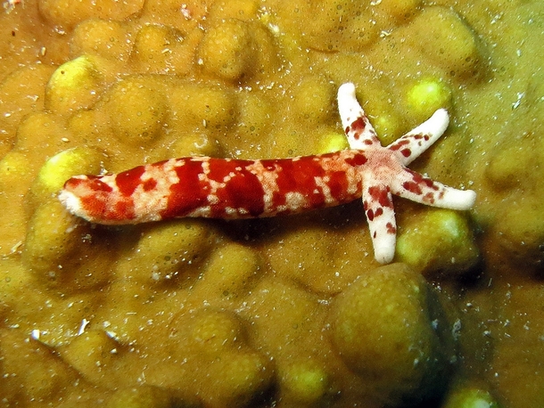 Found a sea star thats been single for too long