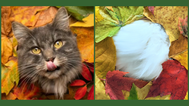 Found a super cute tutorial for a Fall inspired photobooth for cats Lets say my kitty wasnt that inspired so heres her butt