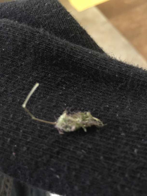 Found a tiny lint rat on my sock this morning Cool ay