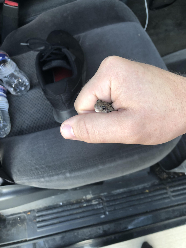 Found a tree frog in my shoe this morning didnt notice until is starting wiggling