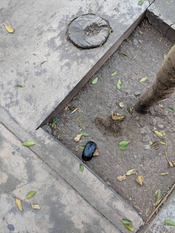 Found a wild mouse in the streets of Mexico City