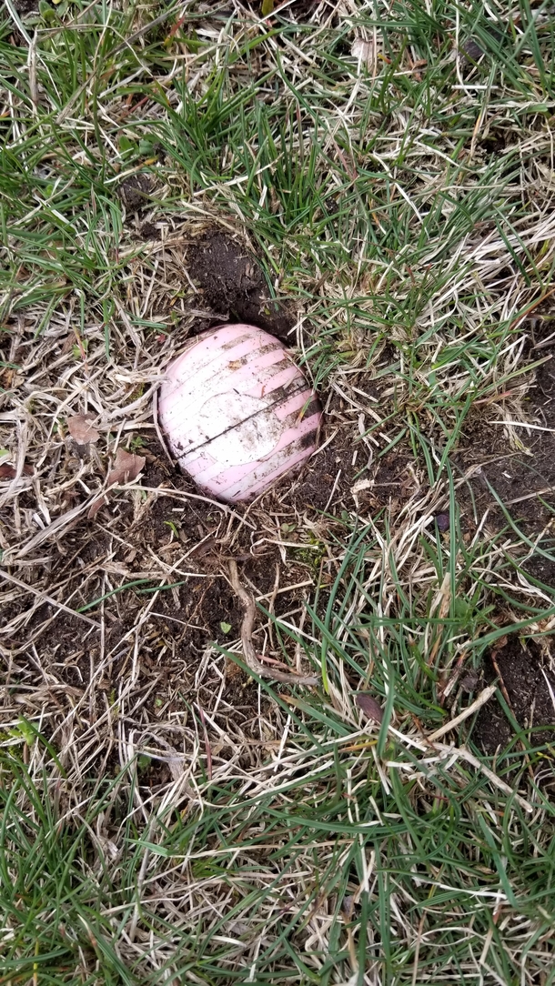 Found an Eos thing half buried Someone is trying to grow a basic bitch