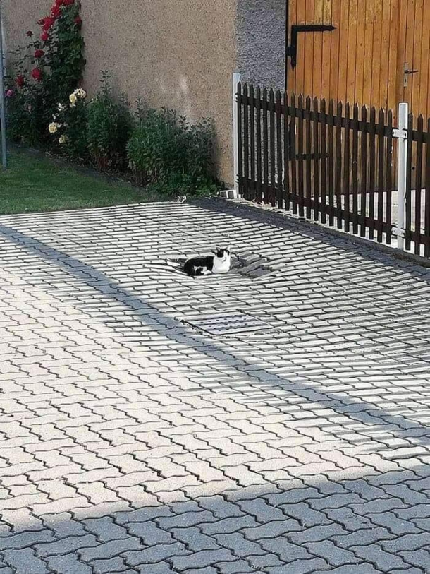 Found an incredibly heavy cat on the internet