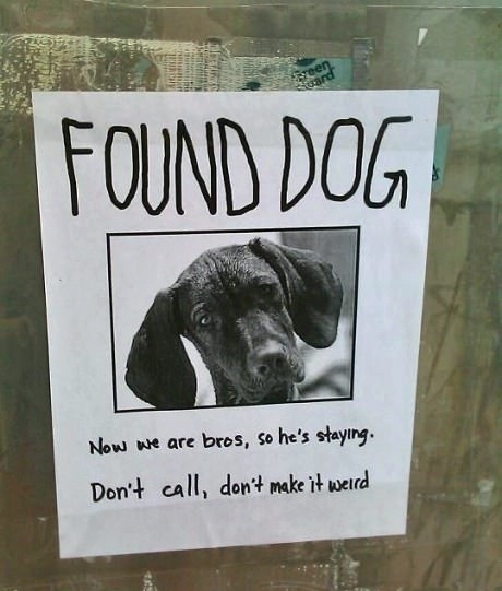 Found dog