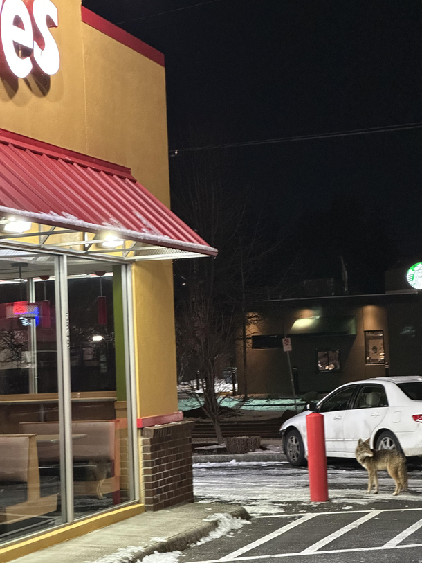 Found dog at Popeyeslikes chicken