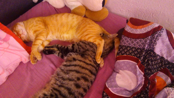 Found my cats sleeping like this I have so many questions right now