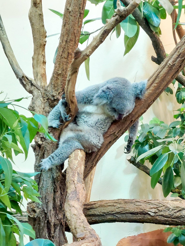 Found my fluffy spirit animal at the zoo