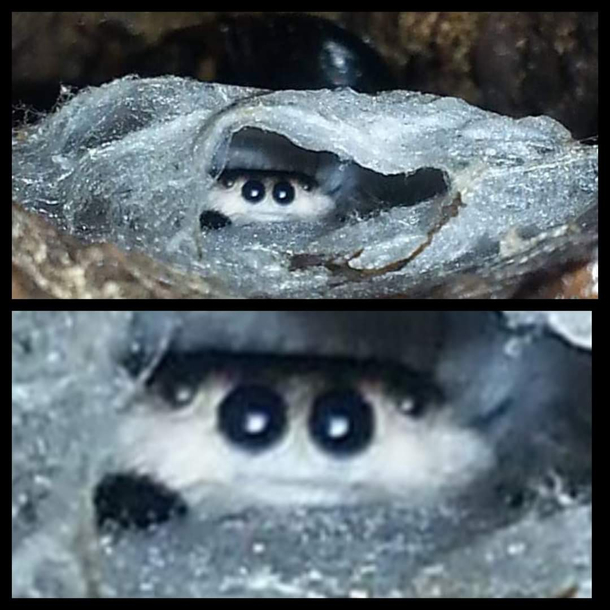 Found my spirit animal