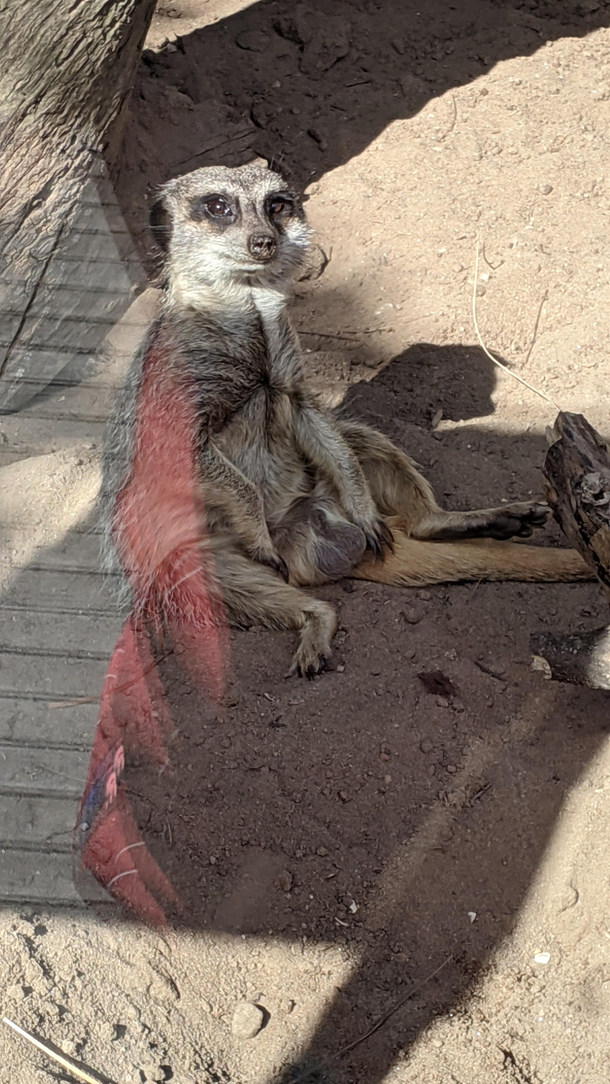 Found my spirit animal at Sydney Zoo today