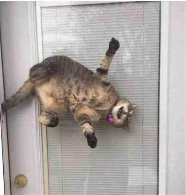 Found the cat