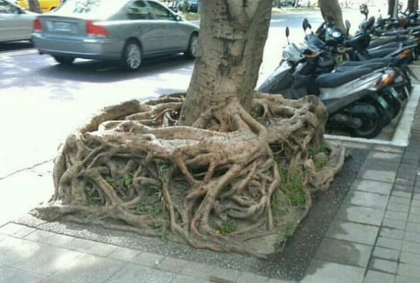 Found the real square root bois 