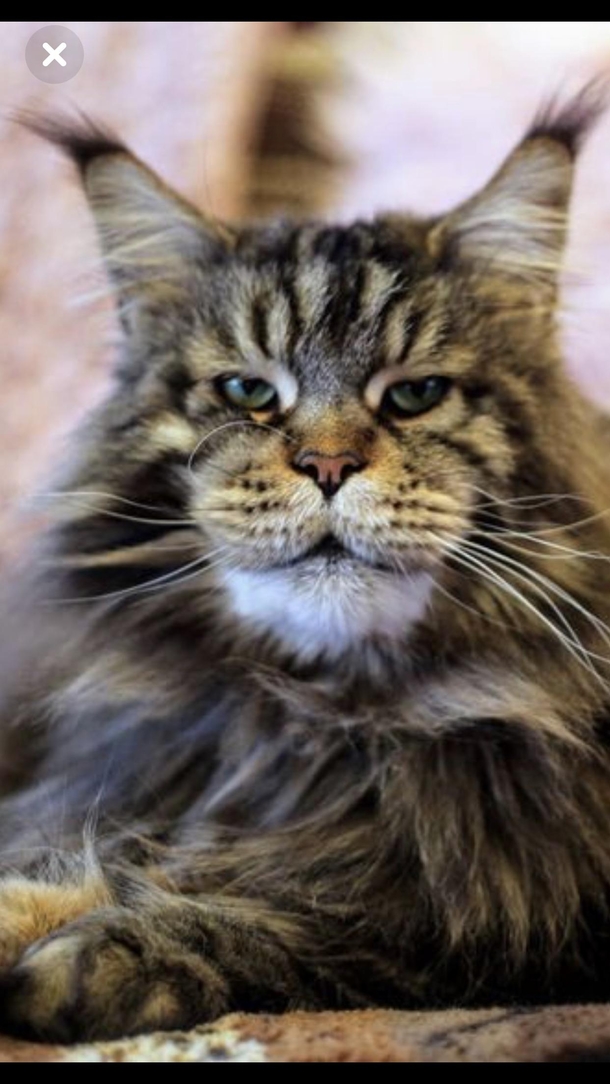 Found the Thanos of cats