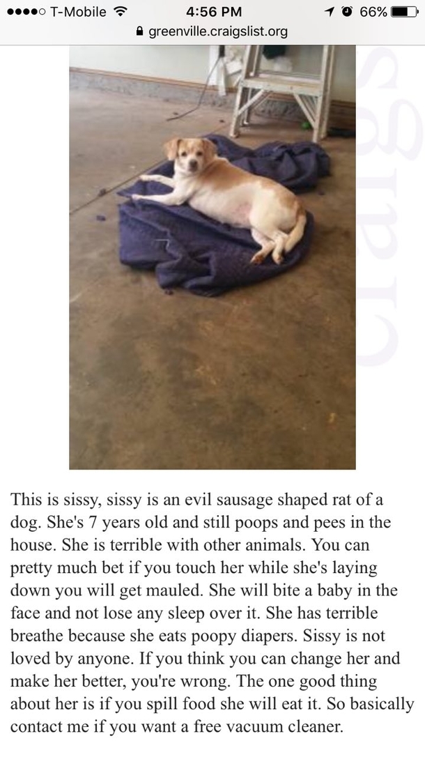 Found this ad while look at dogs on Craigslist I think Im going to pass